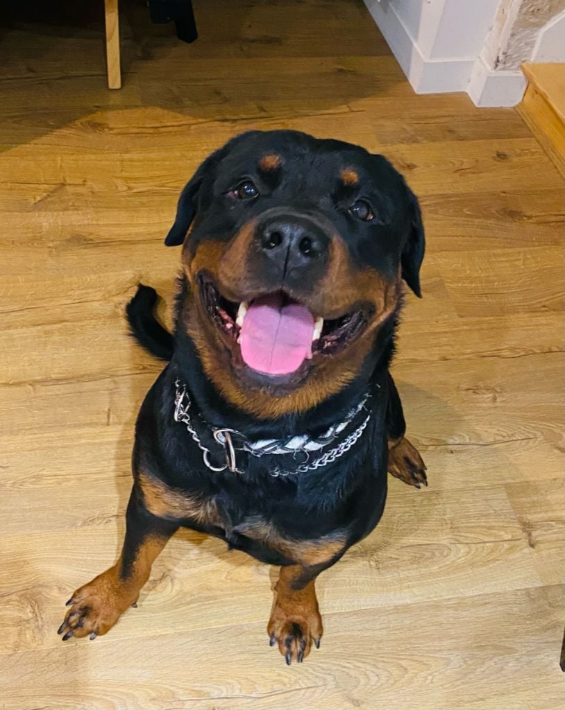 du Porteur des Reaux - JEUNE ROTTWEILER A PLACER