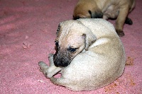 CHIOT