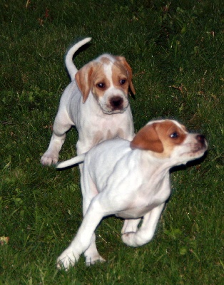 de Capagut - Photos des chiots à 6 semaines