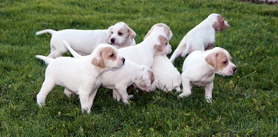 de Capagut - Photos des chiots à 4 semaines