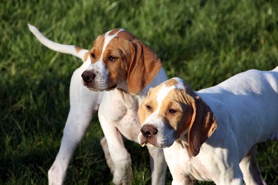 de Capagut - Photos des chiots 