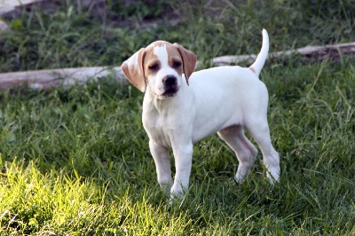 de Capagut - Photos des chiots à 7 semaines