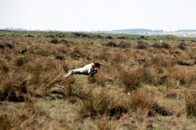 de Capagut - Saillie Blanche x Dakar le 20/04/12