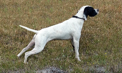 de Capagut - Mâle Pointer 2 ans