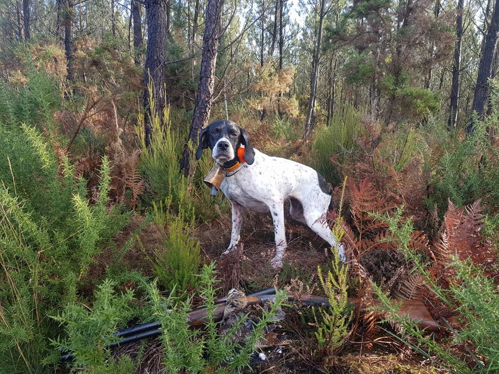 de Capagut - Chasse et compétition