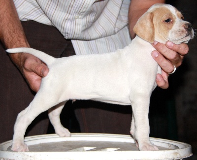 de Capagut - Photos des chiots à 5 semaines