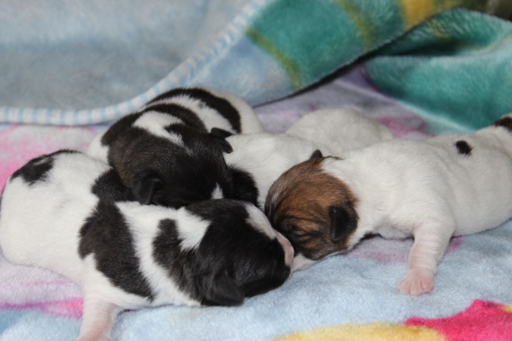 de l'antre des jacks - Jack Russell Terrier - Portée née le 17/05/2019