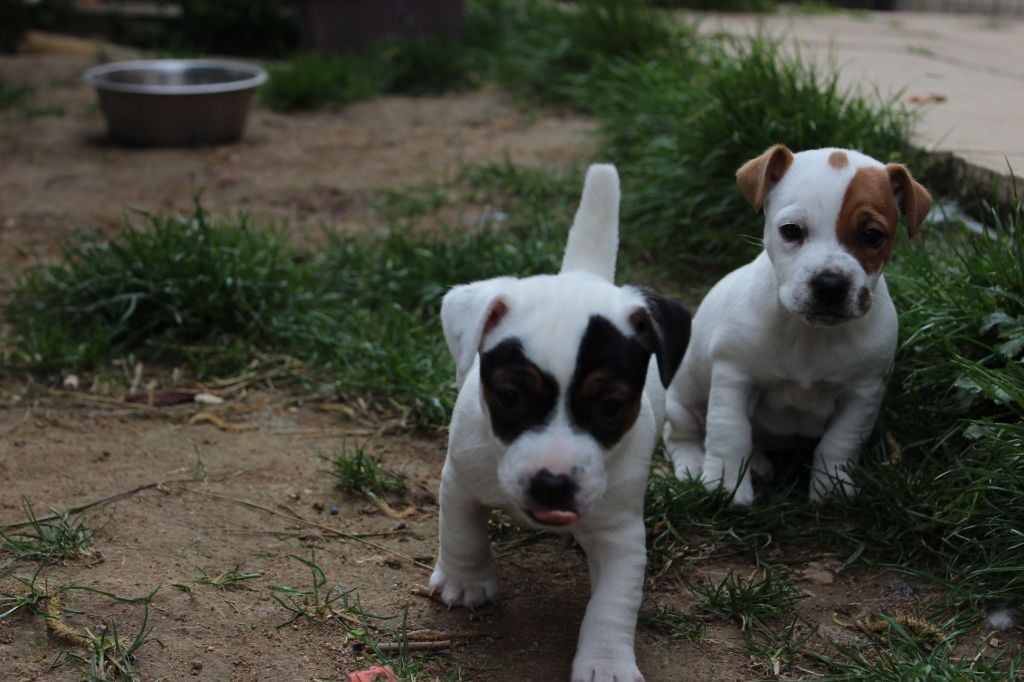 Chiot Jack Russell Terrier de l'antre des jacks