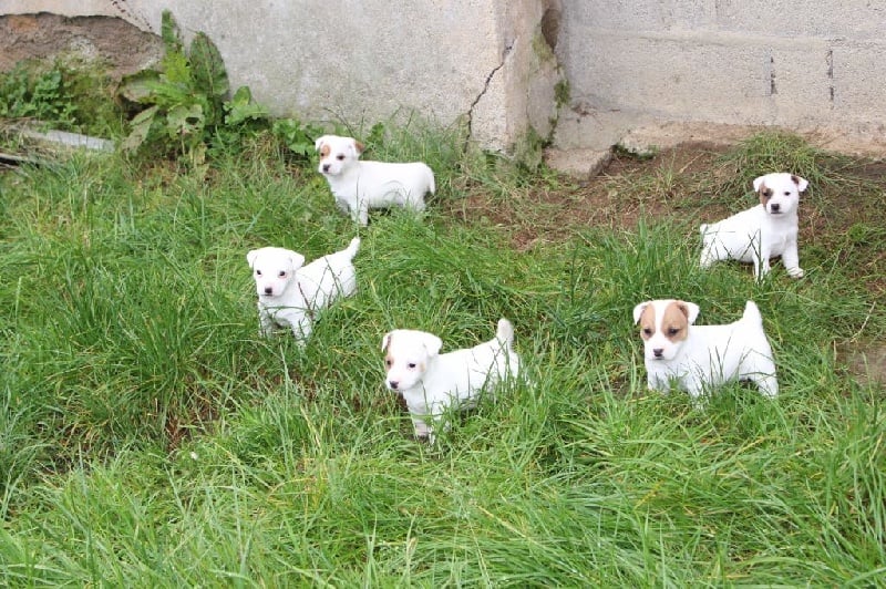 de l'antre des jacks - Jack Russell Terrier - Portée née le 03/10/2016