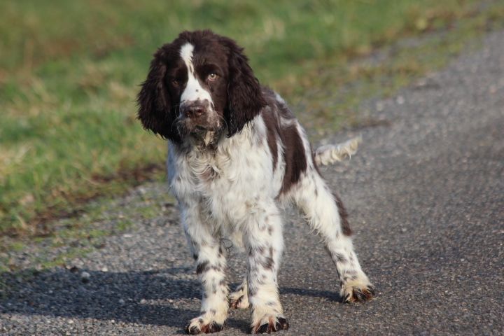 des Diamants Verts - Chiots disponibles - English Springer Spaniel