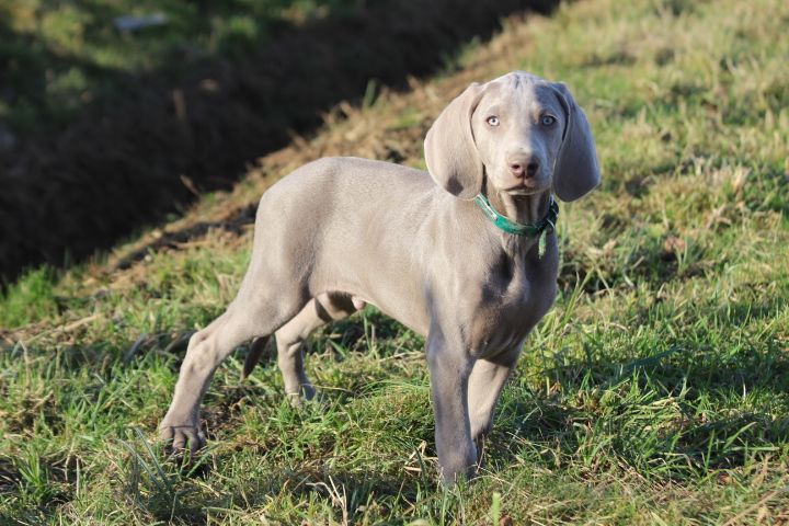 des Diamants Verts - Chiots disponibles - Braque de Weimar