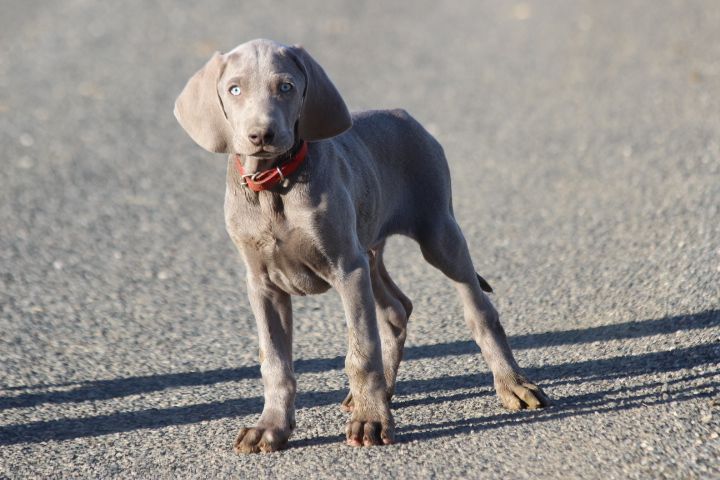 des Diamants Verts - Chiots disponibles - Braque de Weimar