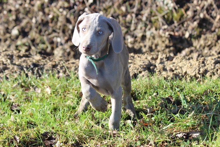 des Diamants Verts - Chiots disponibles - Braque de Weimar