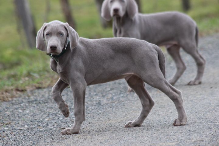 des Diamants Verts - Chiots disponibles - Braque de Weimar