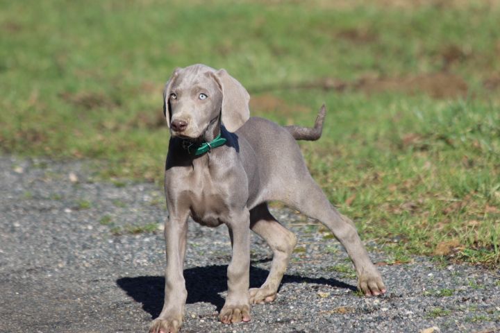 des Diamants Verts - Chiots disponibles - Braque de Weimar