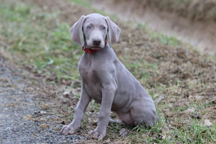 des Diamants Verts - Chiots disponibles - Braque de Weimar