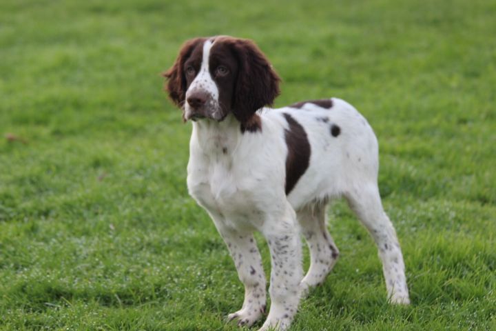 des Diamants Verts - Chiots disponibles - Epagneul Français