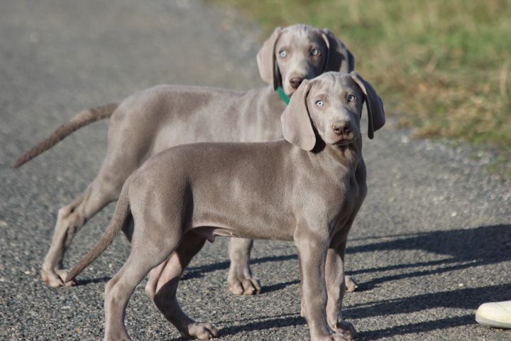 des Diamants Verts - Chiots disponibles - Braque de Weimar