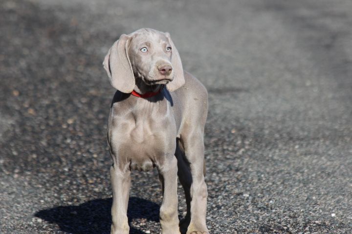 des Diamants Verts - Chiots disponibles - Braque de Weimar