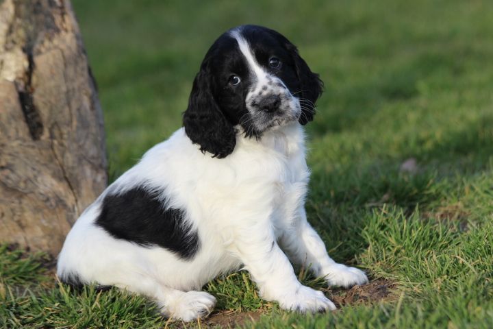 des Diamants Verts - Chiots disponibles - English Springer Spaniel