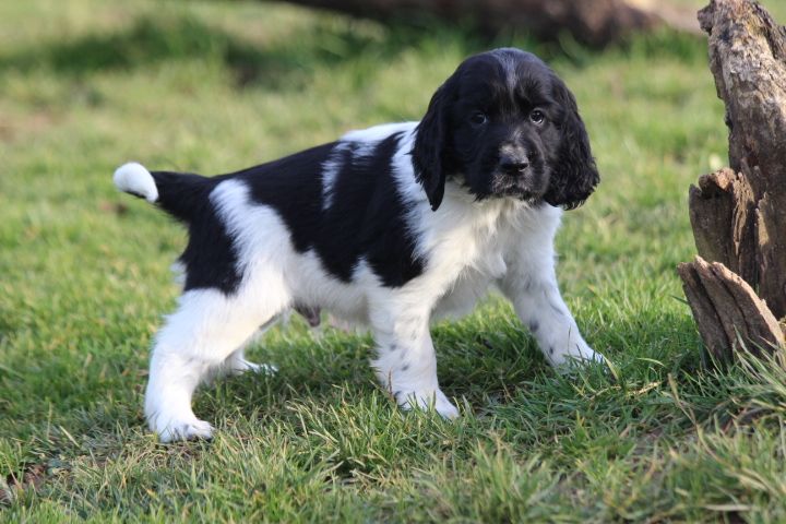 des Diamants Verts - Chiots disponibles - English Springer Spaniel