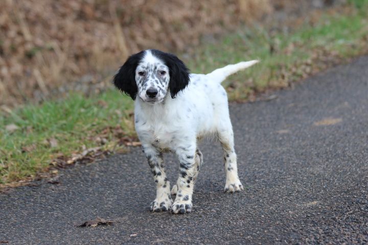 des Diamants Verts - Chiots disponibles - Setter Anglais