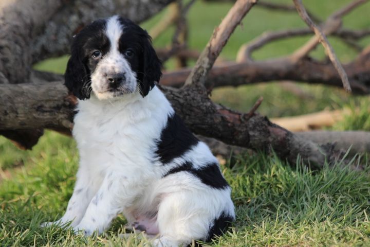 des Diamants Verts - Chiots disponibles - English Springer Spaniel