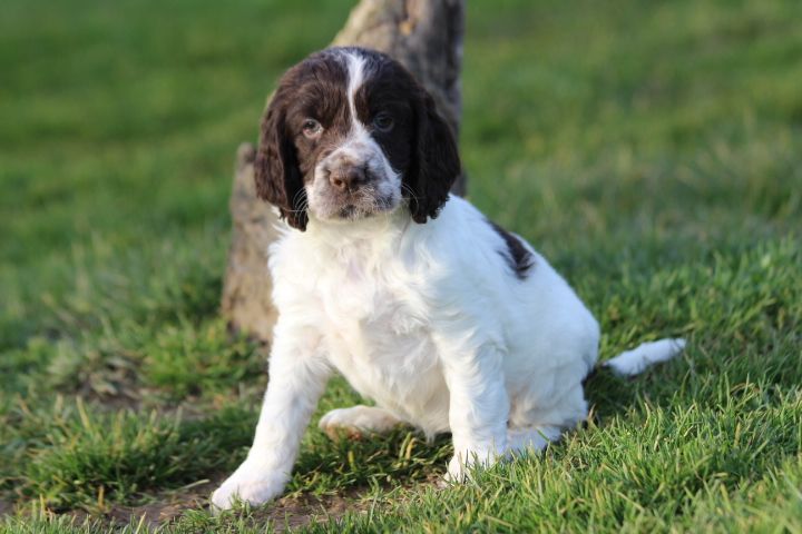 des Diamants Verts - Chiots disponibles - English Springer Spaniel