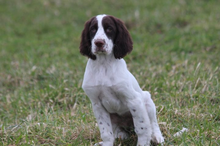 des Diamants Verts - Chiots disponibles - Epagneul Français