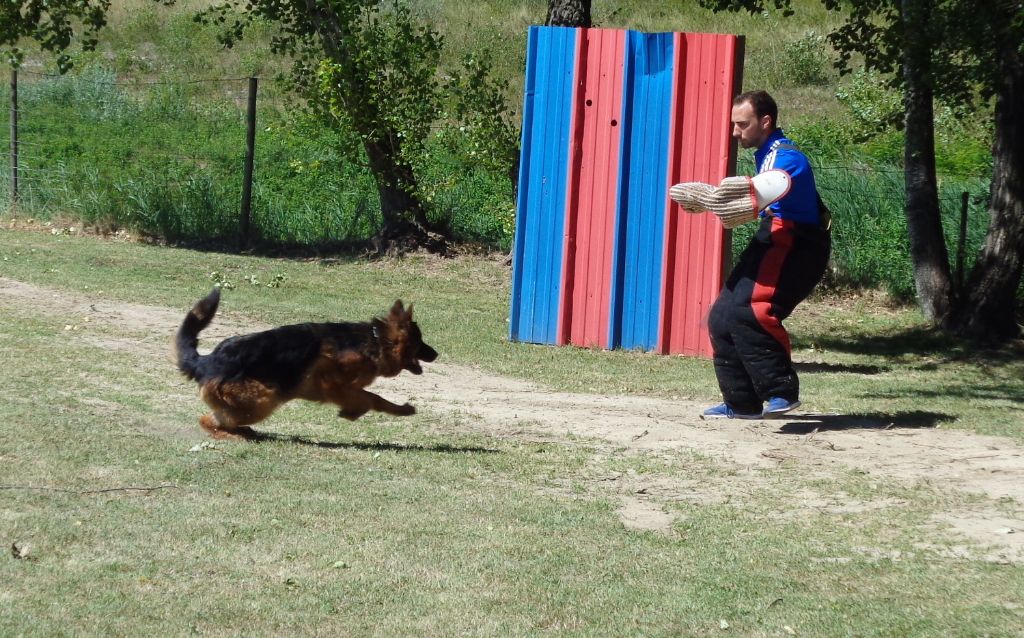 Actualité - Elevage du Sax Ténor - eleveur de chiens Berger Allemand ...