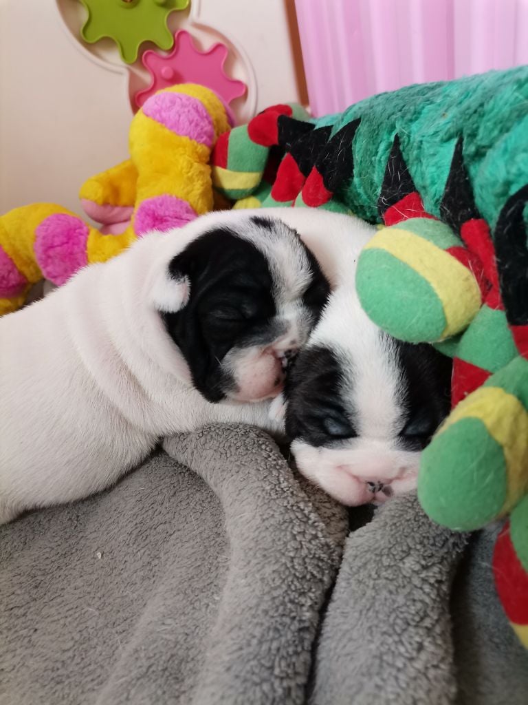 Chiot Bouledogue français du Val du Méaudret