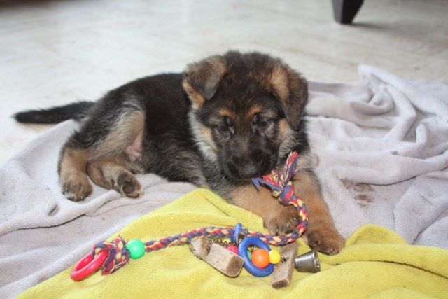 de la Grotte d'Ouvea - des chiots de ILE's ET LARSEN disponibles le 25 mai 2017 