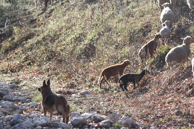 de la Grotte d'Ouvea - pension ou vacance?  UNE VIE DE CHIEN!!!..