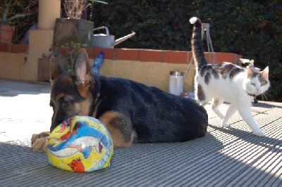 de la Grotte d'Ouvea - quoi où ca un chat!! ou ca quoi UN CHIEN!!!!