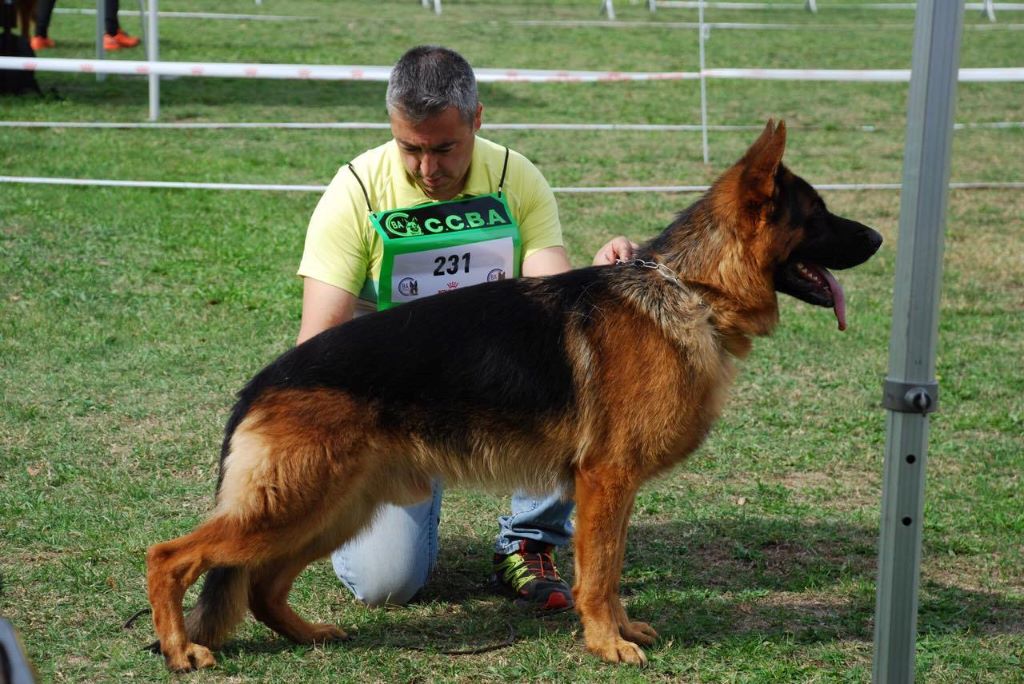 de la Grotte d'Ouvea - des chiots DE HEIPO"A  en HIVER 2018 