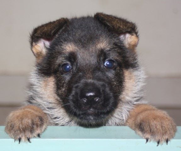 de la Grotte d'Ouvea - deux bébés chiots femelles disponibles 