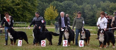 des Nuits Celtiques - REGIONALE ELEVAGE DU LIMOUSIN