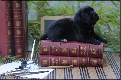 lou gardian di prouvenço - photos des chiots de furour et gran carri !