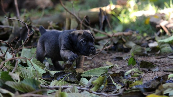 lou gardian di prouvenço - chiots à réserver