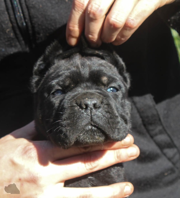 lou gardian di prouvenço - Photos des chiots!