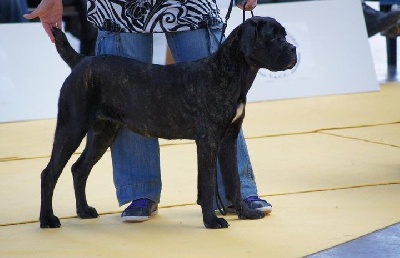 lou gardian di prouvenço - Cane Corso day juge Vito Indiveri