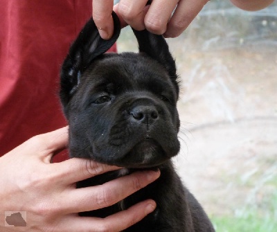 lou gardian di prouvenço - mise à jour des photos des chiots!