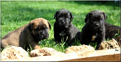 lou gardian di prouvenço - Nouvelles photos des chiots