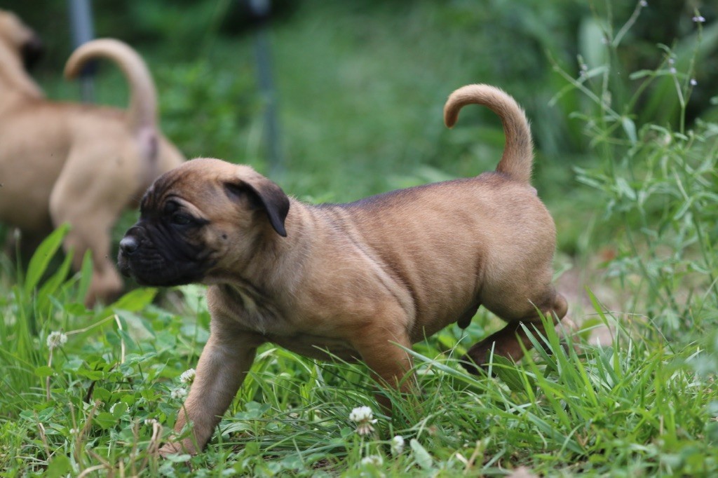 lou gardian di prouvenço - Les chiots 6 semaines 