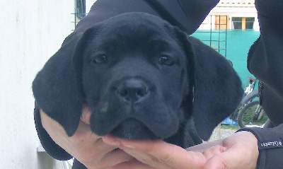 lou gardian di prouvenço - chiots disponibles