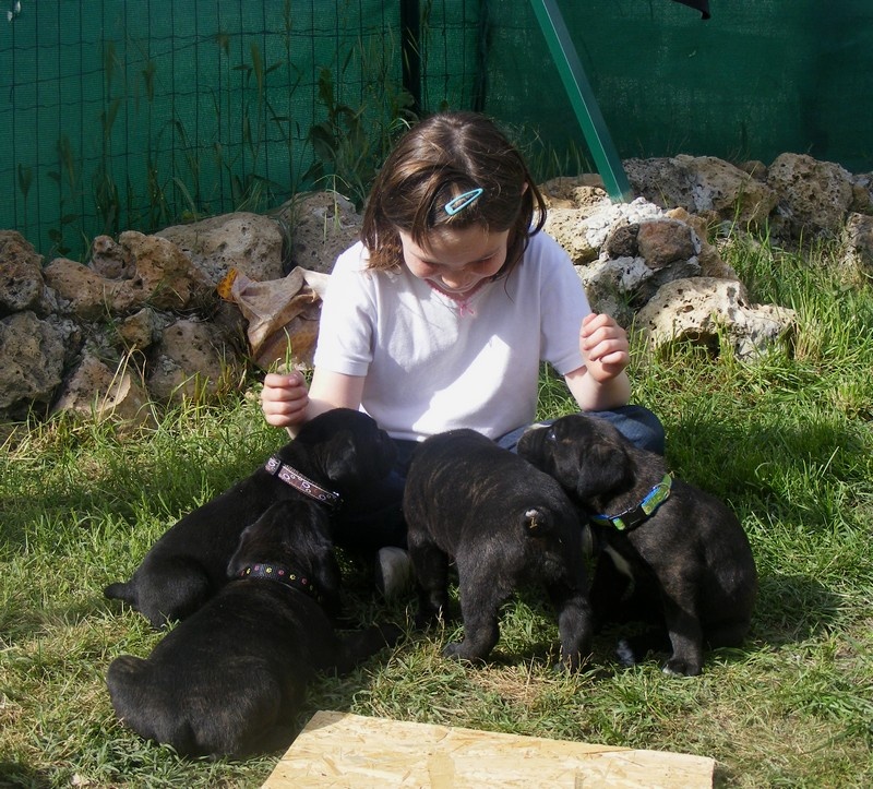 lou gardian di prouvenço - Cane Corso - Portée née le 13/04/2010