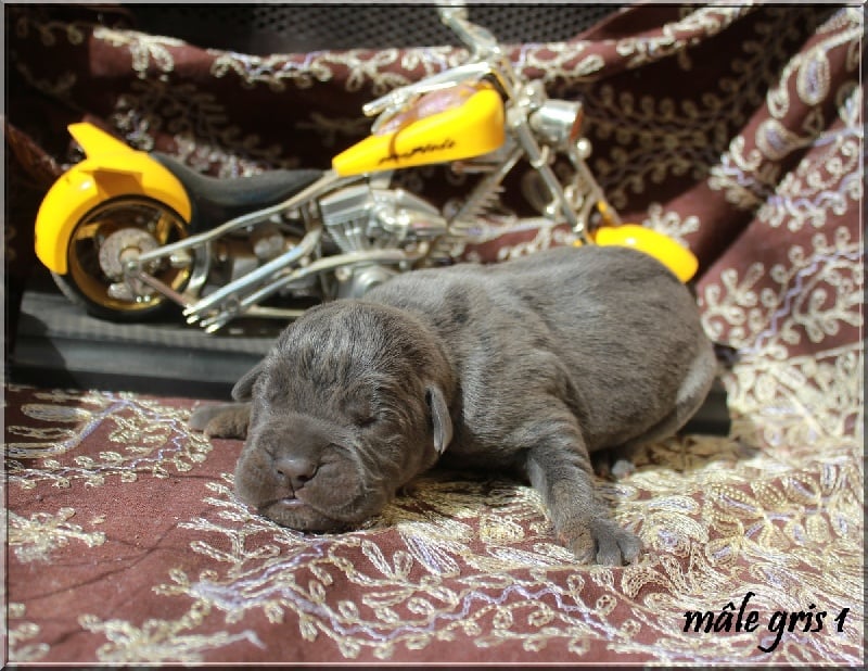 lou gardian di prouvenço - Cane Corso - Portée née le 30/08/2011