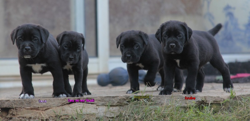 lou gardian di prouvenço - Cane Corso - Portée née le 18/09/2013