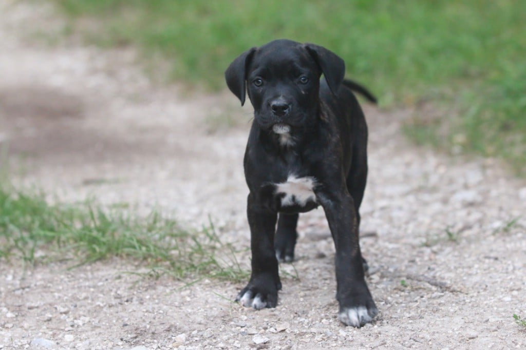 lou gardian di prouvenço - Chiots disponibles - Cane Corso