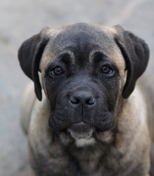 lou gardian di prouvenço - Cane Corso - Portée née le 23/01/2014